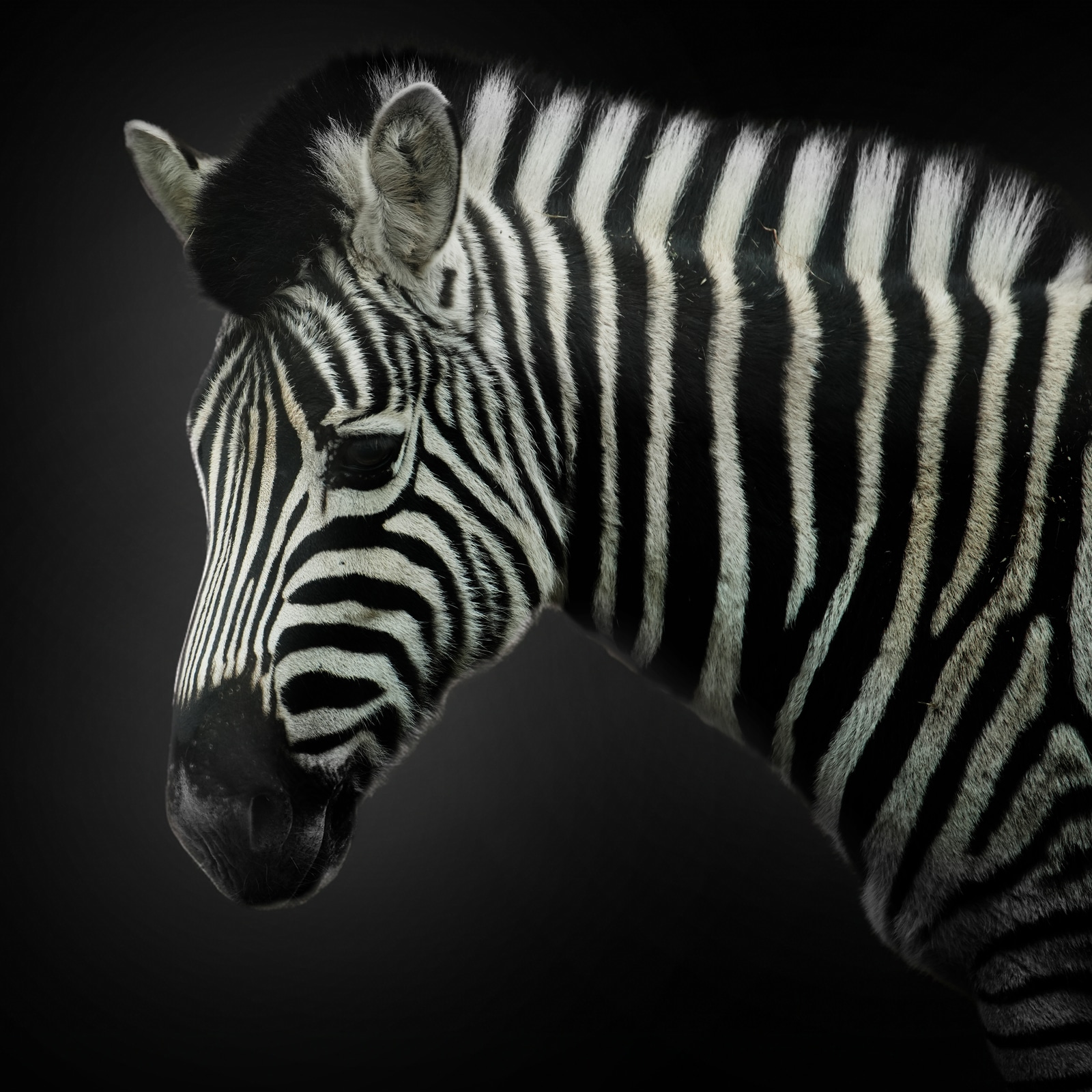 Animaux